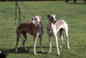 Indie Dogs vs Breed Dogs- Full information and comparison