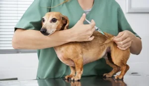 Dog Vaccination Schedule And Guide- How Many Vaccines A Puppy Need