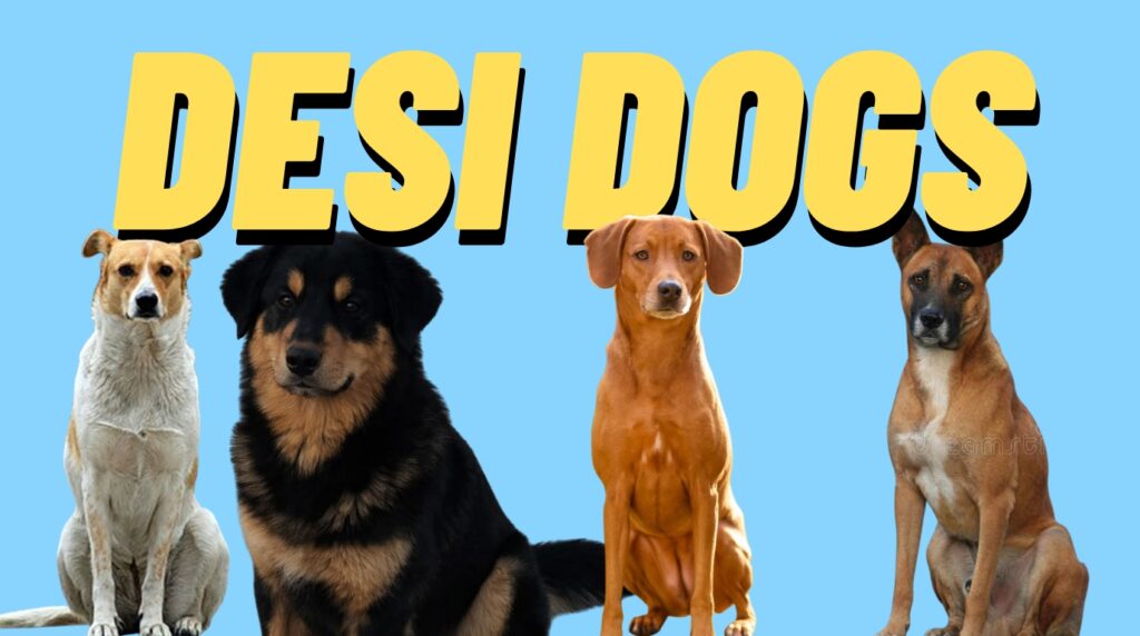 The Complete Guide to Caring for Desi Dogs: Health, Training & Myths