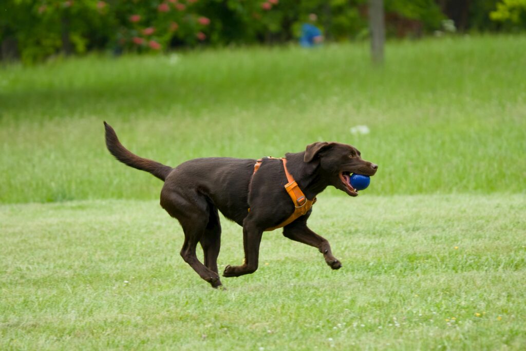 Black Labrador Retriever playing fetch