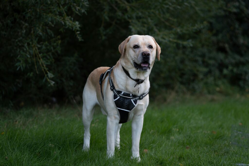 Adult Labrador Retriever during exercise