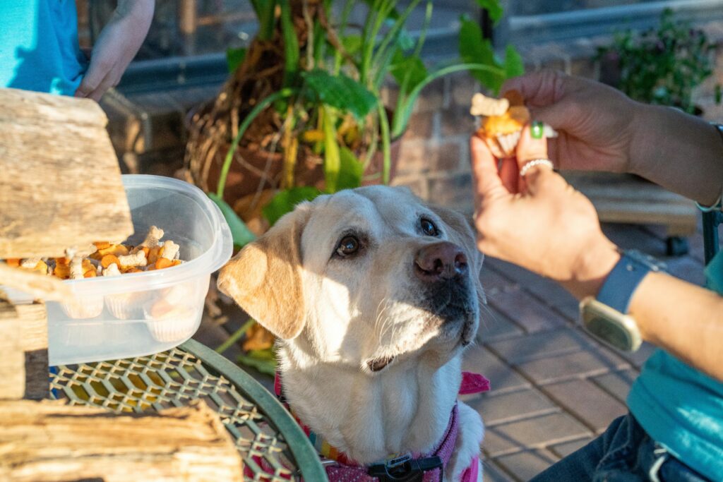 Labrador puppy eating healthy dog food