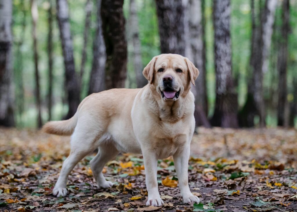 Labrador weight management infographic