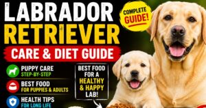 Yellow Labrador Retriever standing outdoors