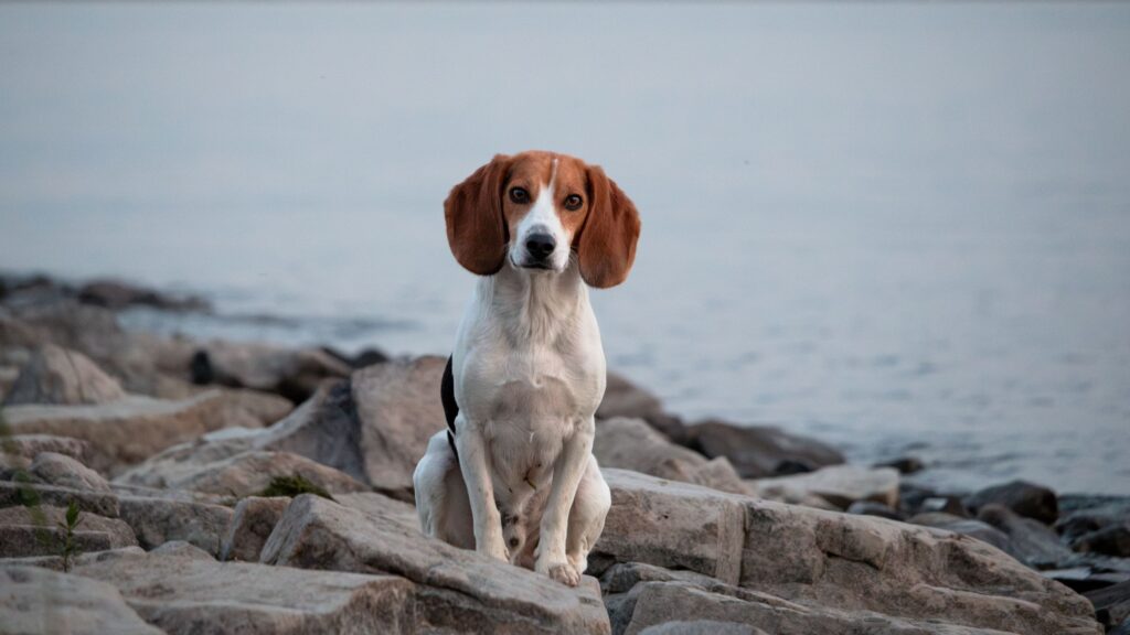 Best Dog Breeds for the Rainy Season- Beagle