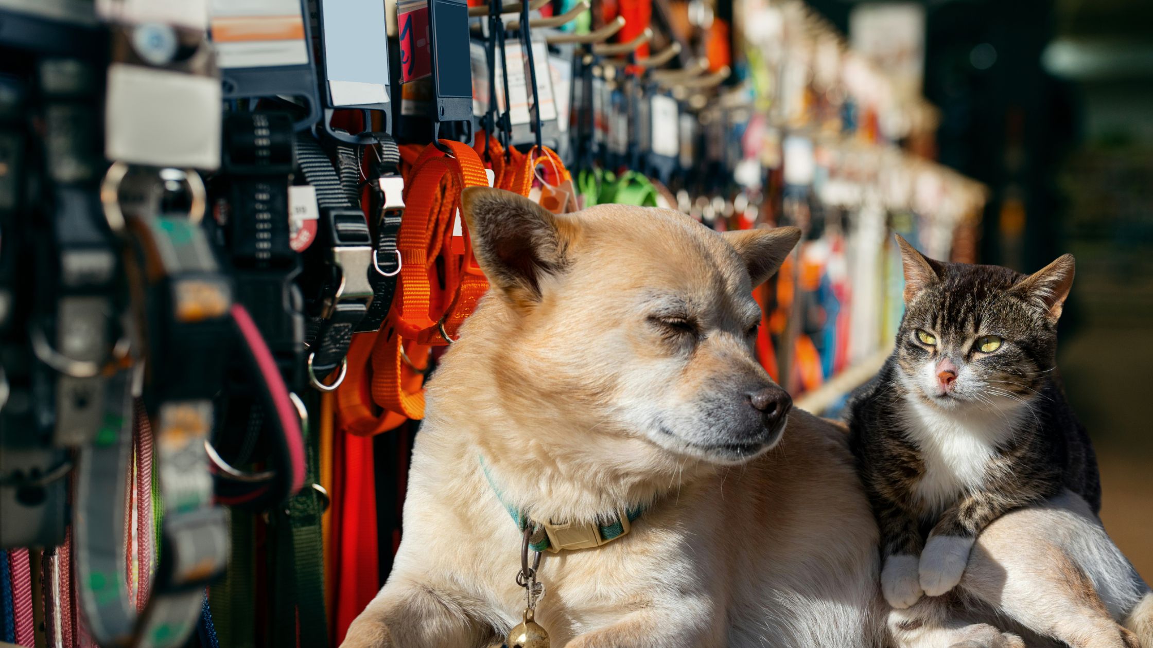 Best Leashes and Collars For Dogs and Cats: The Ultimate Buying Guide (2026)