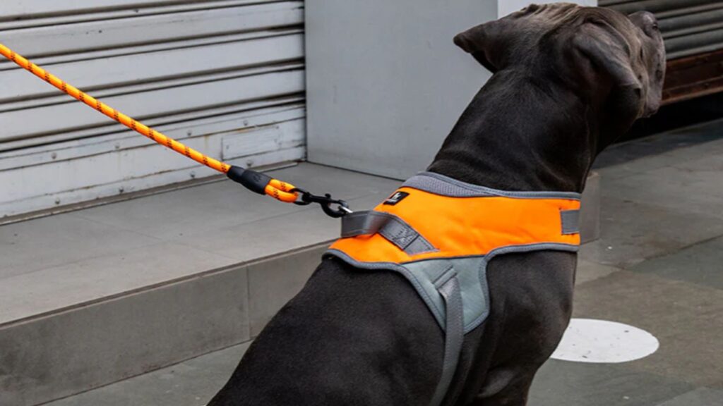 Best Leashes and Collars For Dogs and Cats- Dog Harness