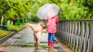 Best Dog Breeds for the Rainy Season: These 5 Breeds That Thrive During Monsoons