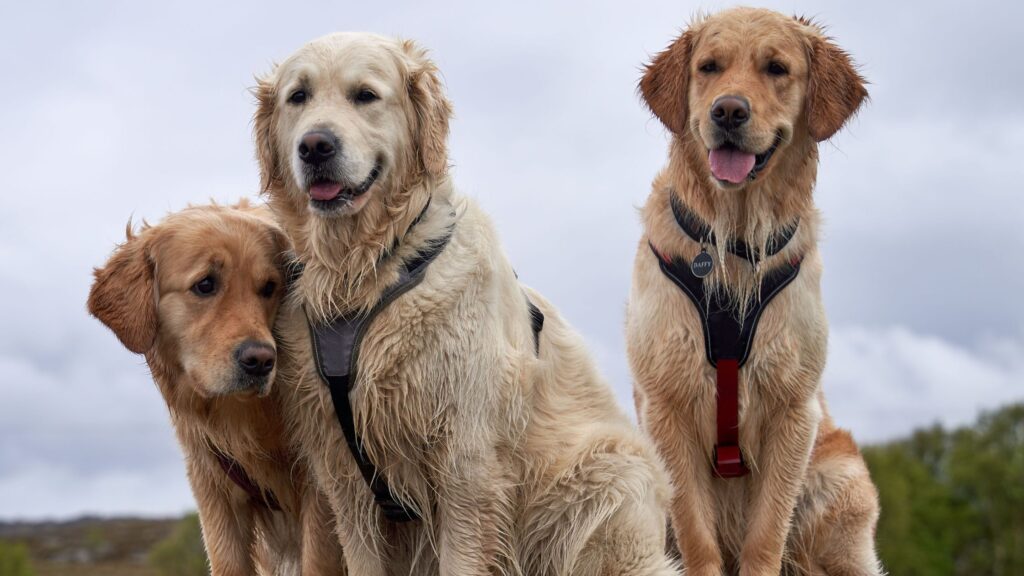 Best Dog Breeds for the Rainy Season- Golden Retriever