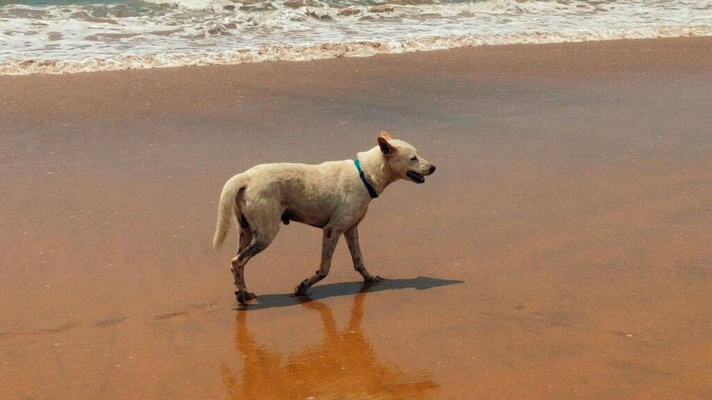 Best Dog Breeds for the Rainy Season- Indie Dogs