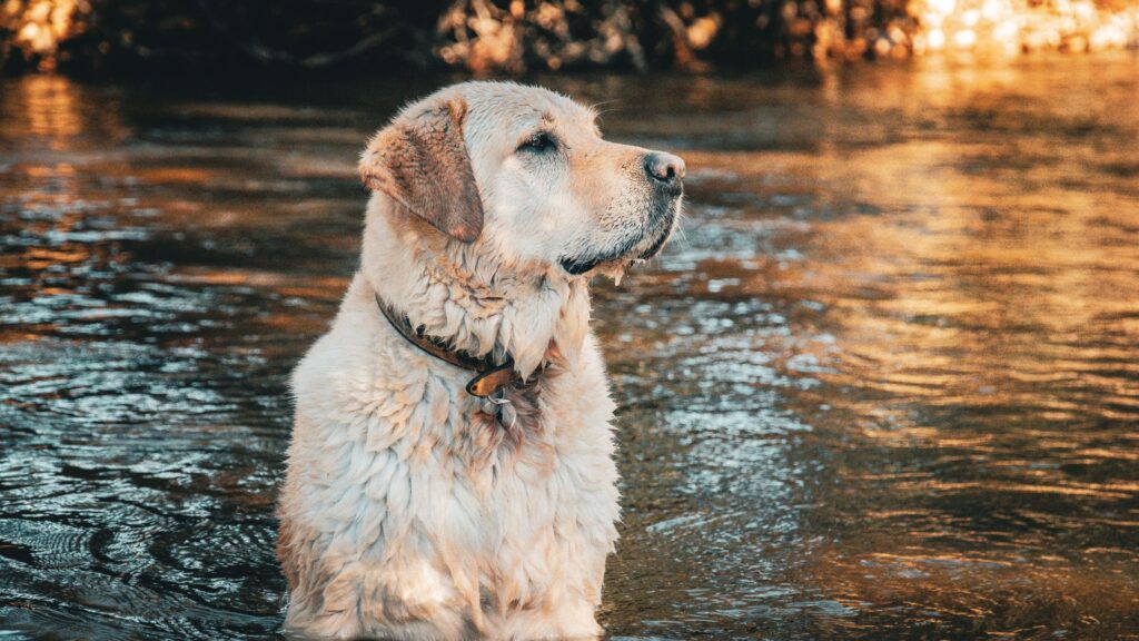 Best Dog Breeds for the Rainy- Labrador