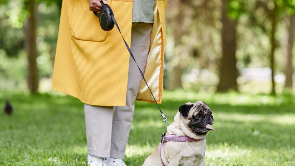 Best Leashes and Collars For Dogs and Cats- Retractable Leash