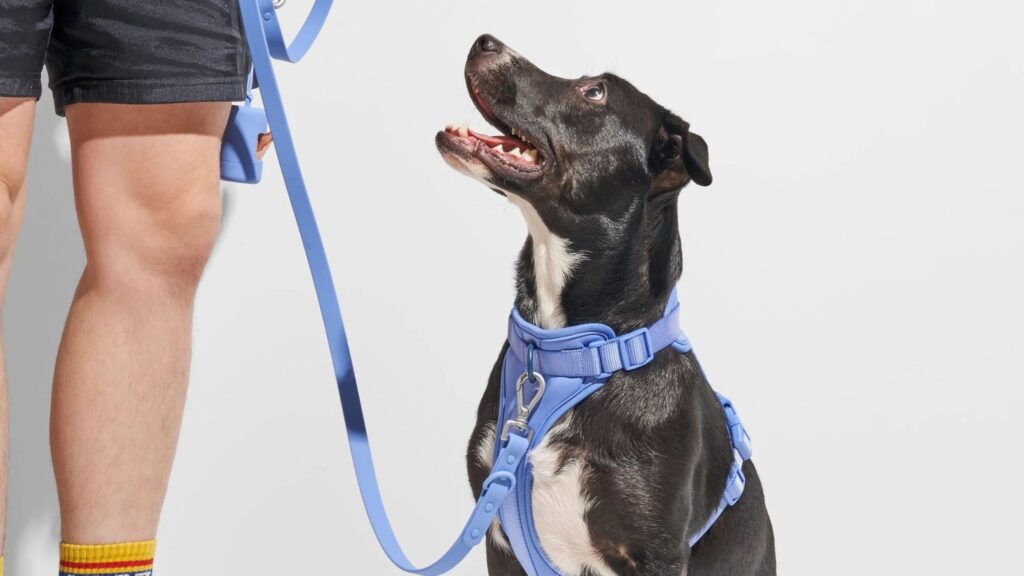 Best Leashes and Collars For Dogs and Cats- Standard Dog Leash
