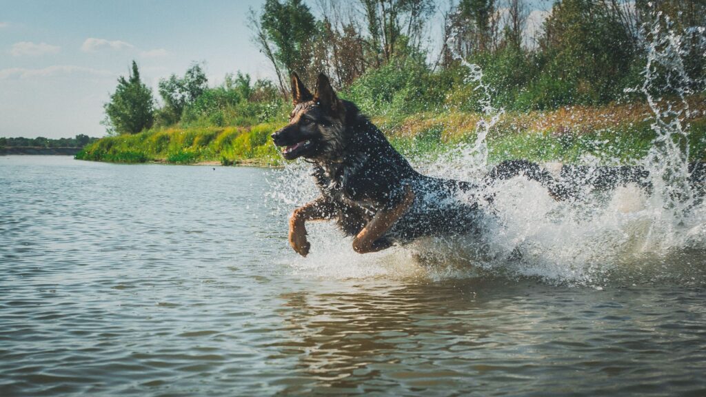 Best Dog Breeds for the Rainy Season- German Shepherd